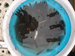 의성 토종터 3호 사짜