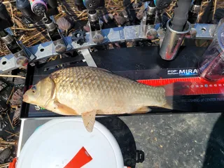 2022년 첫 월척 ㅋㅋㅋㅋ