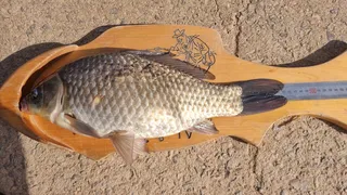 비와돌풍이 호재였습니다 455등장