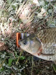 토종터 소류지 짬낚 7호 월척