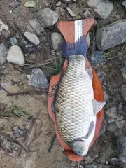 대물 시즌이 온것 같습니다