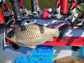 22년 첫  사짜  개인 기록 경신입니다