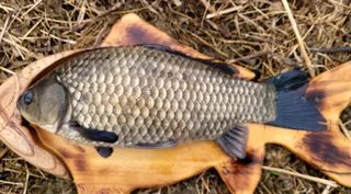 올해 첫붕어가 4짜 445cm