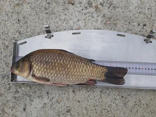 올해 세번째 도전에서