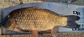411cm 토종 대물입니다