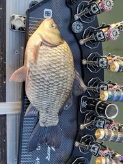 인생붕어입니다