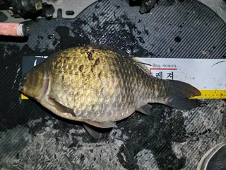 ~대물녀석을 품에안다