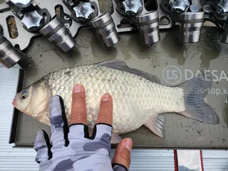 4짜는 아니지만  2023년 첫 등록이라  올려 봄니다 ^^