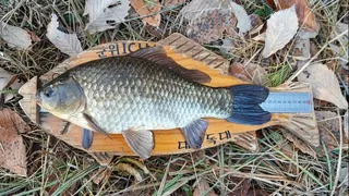 토종터 산속소류지 재출조 423cm