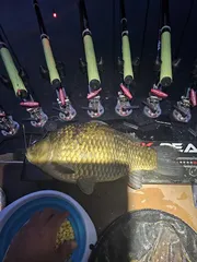 47센티 기록경신했습니다