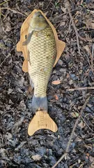 밀양 사짜붕어 기록어 달성