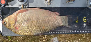 4짜 초반의 행진입니다