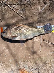 2025년3월17일 오전10시40분