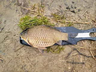 경북 내륙 붕어입니다