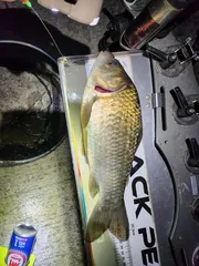 강화도 황금붕어