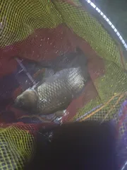 10월에 마지막날 그님을 만나다