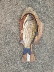 비바람속에서 대물이~~