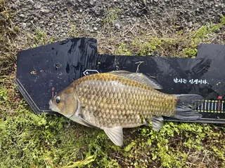 올해 시즌 첫 사짜