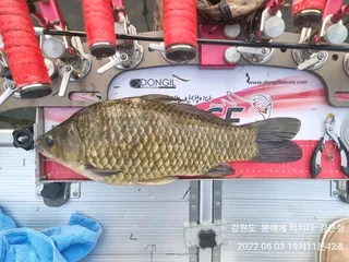 22년도 4호 사짜