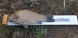 휴가 마지막날 만난 인생붕어