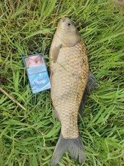 30년 조력 최대어 47cm