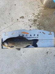 간만에  녀석 그리웠다