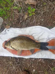 오랜만에 오네요