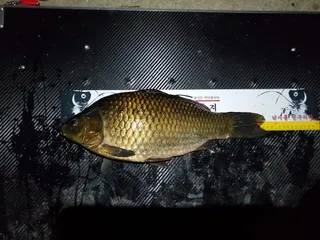 인생최대어 기록갱신했네요