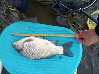 참 떡스러운 붕어