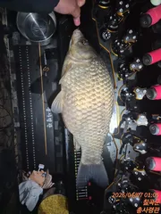 대물 기록 등록합니다 52cm