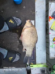 한방터 붕어 기록갱신 했습니딘