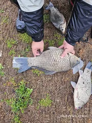 개인 최대어 갱신 49cm