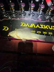 새해 첫 물낚시