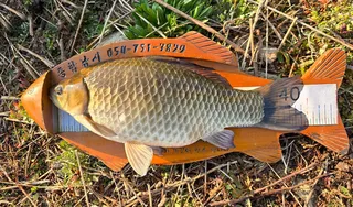 올해 경북 영천에서 4짜 돼지같은 붕어를 만나다