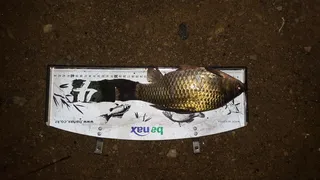 올해 첫 월척을 잡았어요