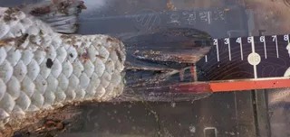 10월17일 한달만에 다시4짜를 만나다