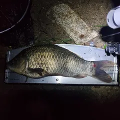 토종터 두번째 사짜