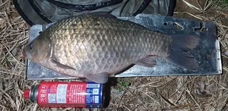 생에 첫 사짜를 잡았습니다