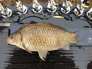 개인 기록 갱신