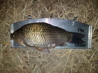 21년 첫 사짜네요