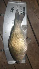 낚시3년에 최대어 395cm