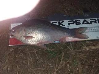 4월의 깡패붕어를