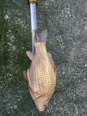 의성군 얼음낚시