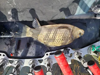 월척컵 챔피언십