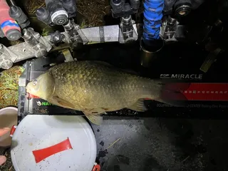 이렇게 이쁜 붕어는 처음입니다