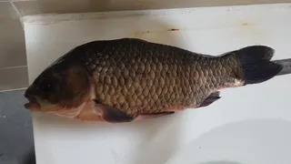 늙은붕어 46센치