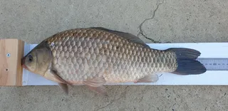 내 생애 첫 4짜~