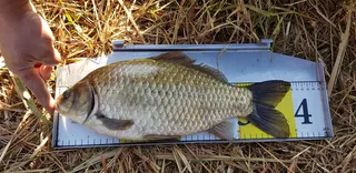 턱걸이 4짜 입니다