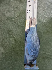 어제1월 6일 조행