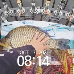 묵직한 깡패붕어